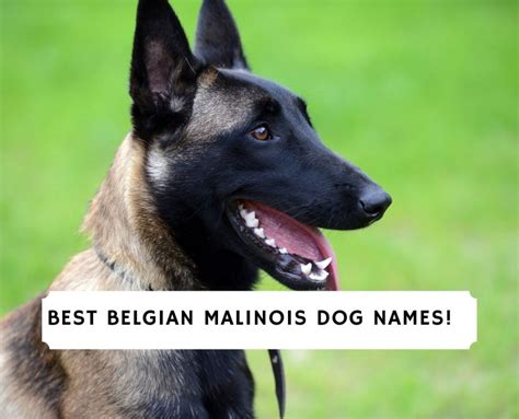 belgian malinois dog names